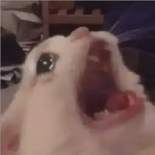 Gatito triste 8
