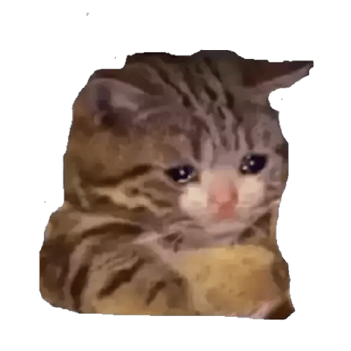 Gatito triste 16