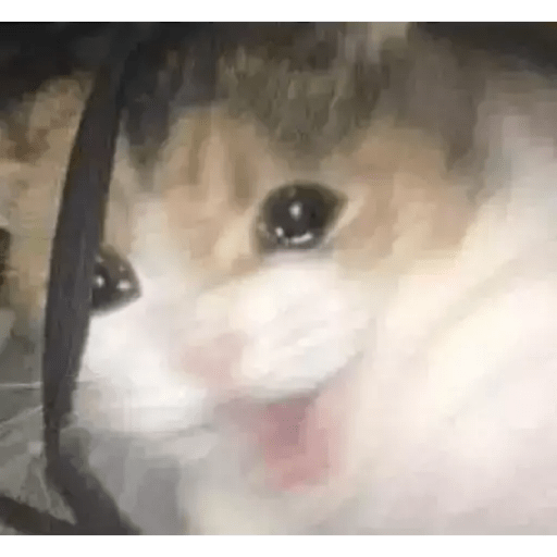 Gatito triste 3