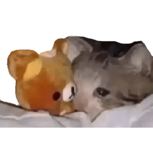 Gatito triste 17