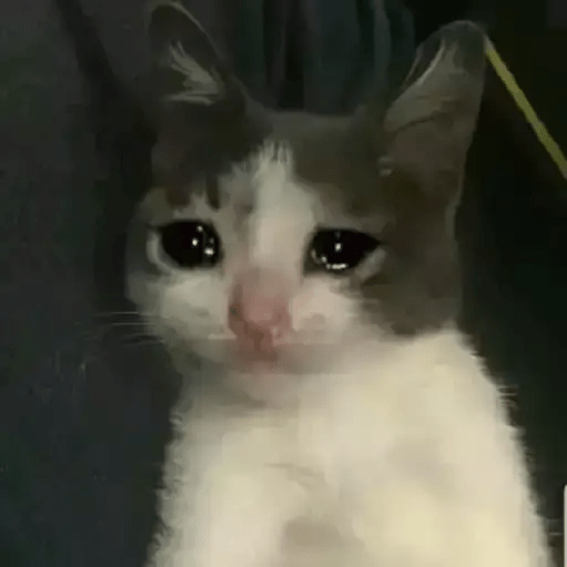 Gatito triste 10