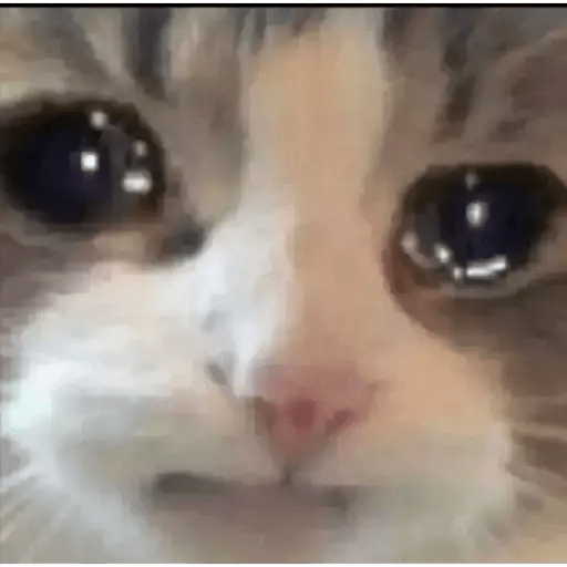 Gatito triste 12