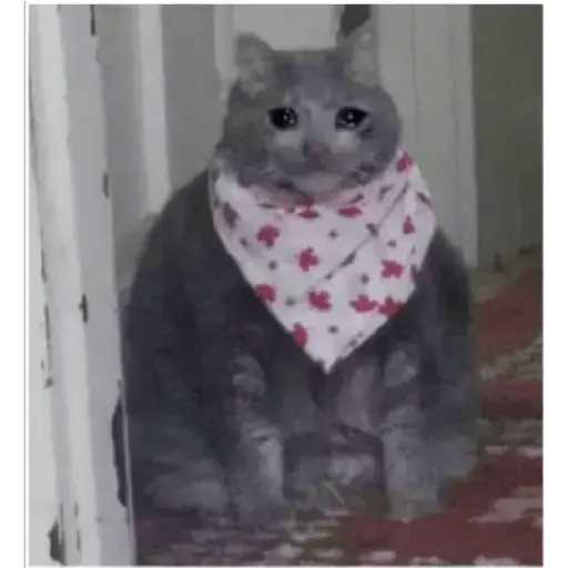 Gatito triste 7