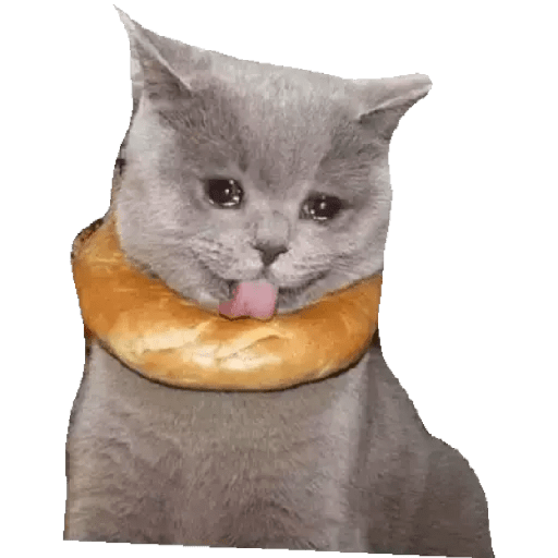 Gatito triste 23