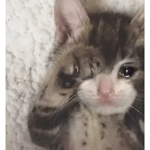 Gatito triste 13