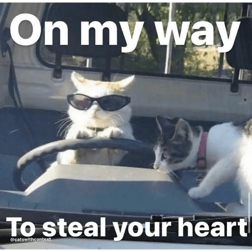 Gatos 14