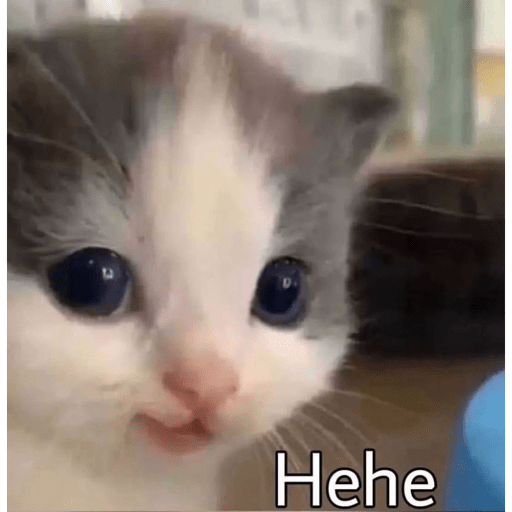 Gatos 13