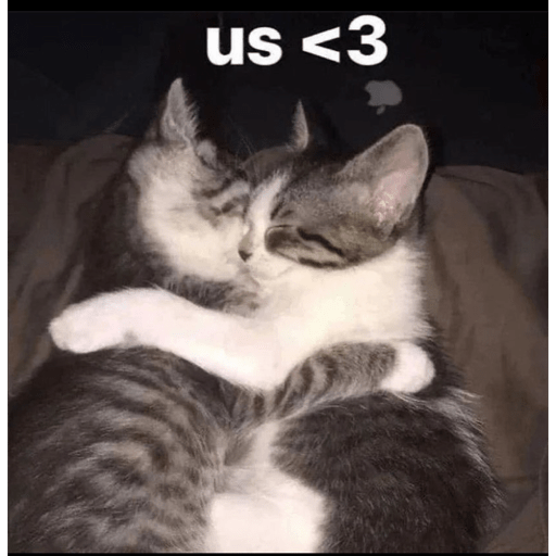 Gatos 7