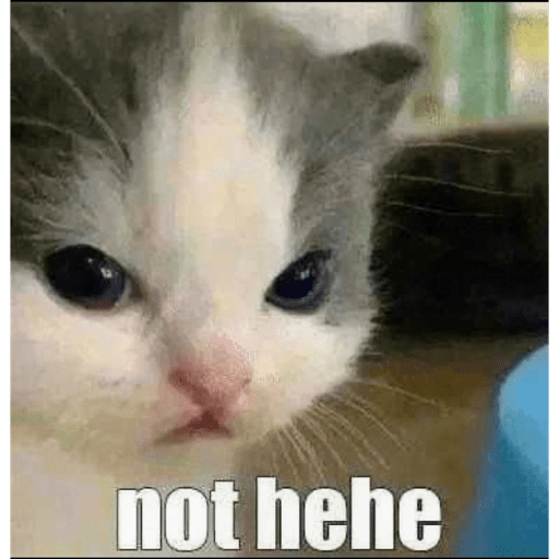Gatos 12
