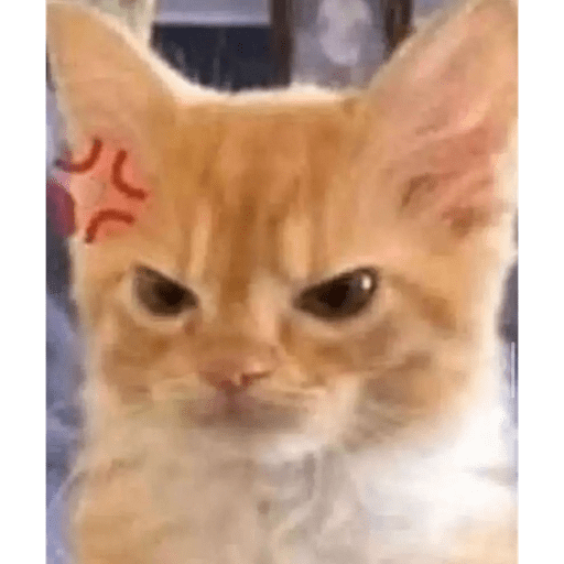 Gatos 10