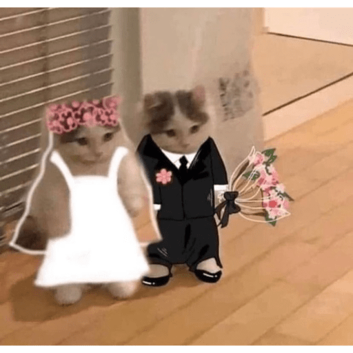 Gatos 8