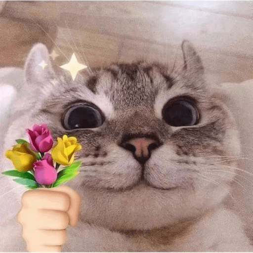 Gatos 11