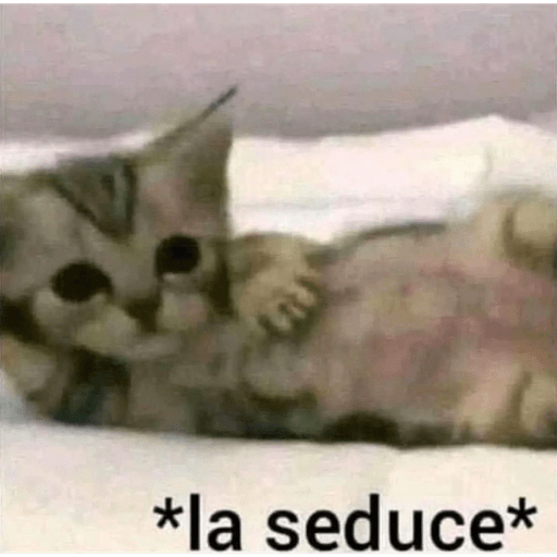 Gatos 9