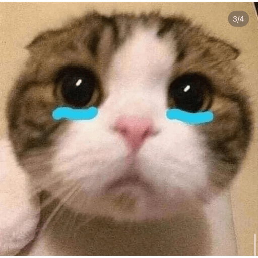 Gatos 6