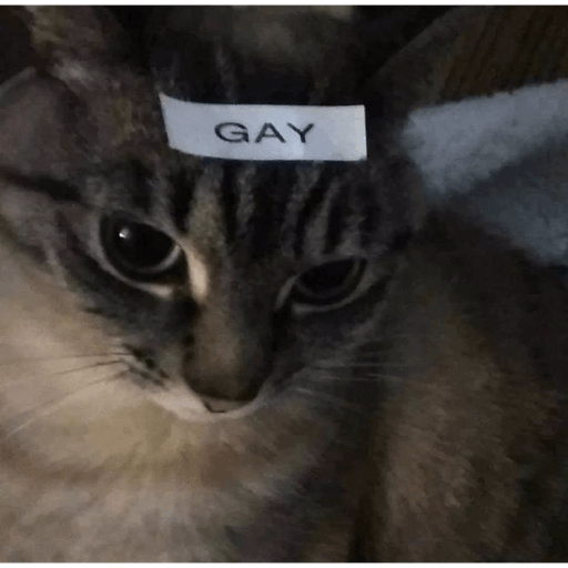 Gatos