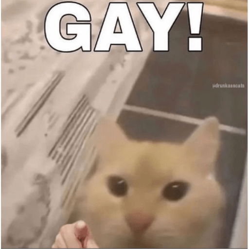 Gatos 17