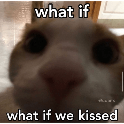 Gatos 15