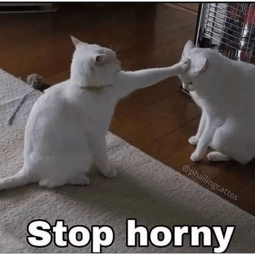 Gatos 20