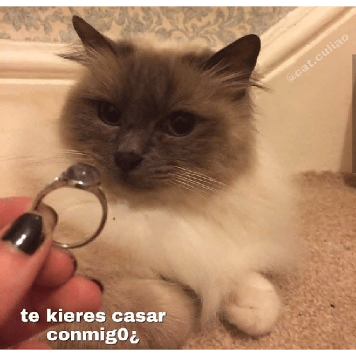 Divertidos 12