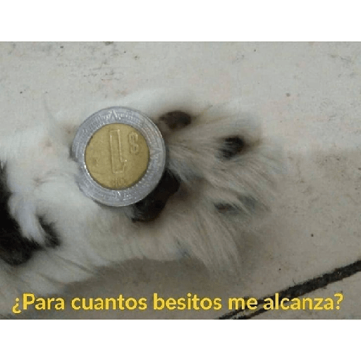 Divertidos 6