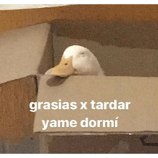 Divertidos 26