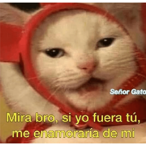 Buenas noches 24