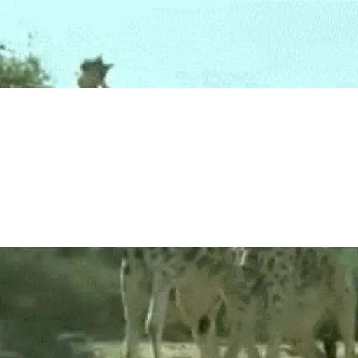 Raiva 4