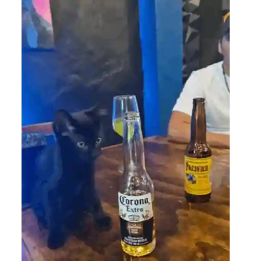 Gatitos 17