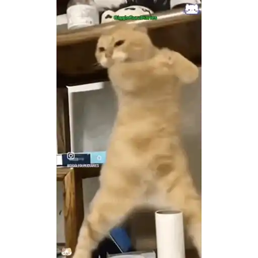 Gatitos 23