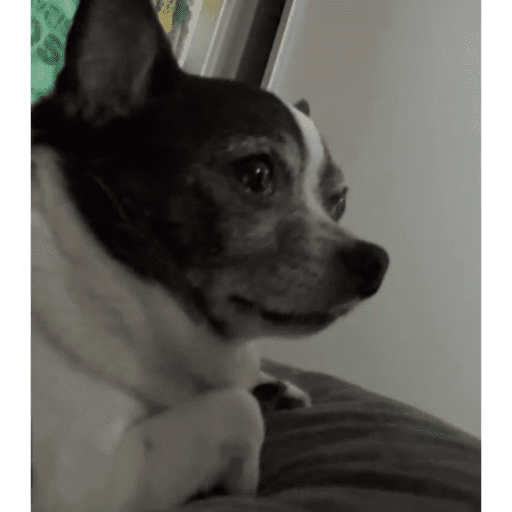 Amigos 6