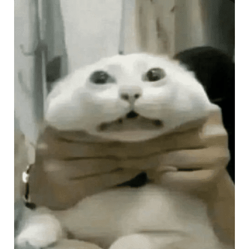 Chat 2