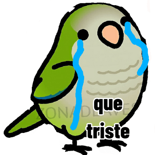 Loros loritos 15
