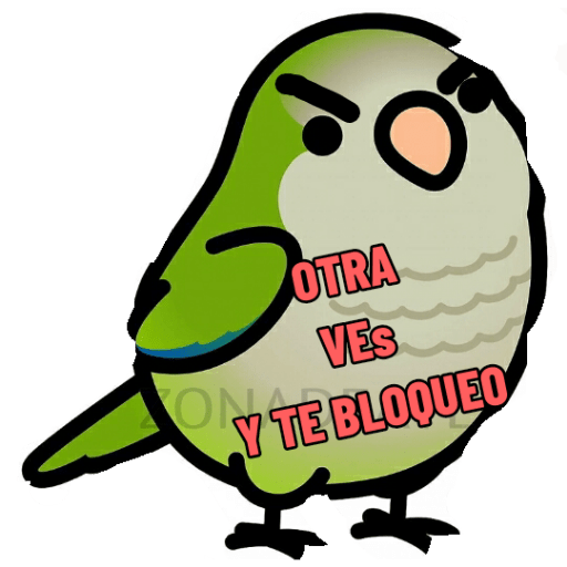 Loros loritos 16