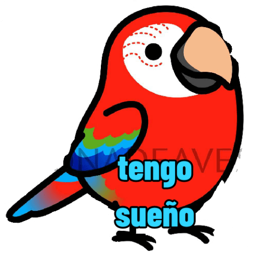 Loros loritos