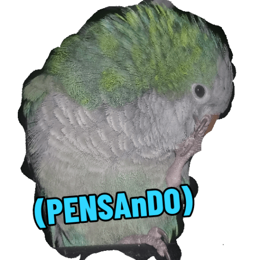 Loros loritos 29