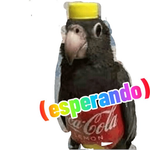 Loros loritos 30