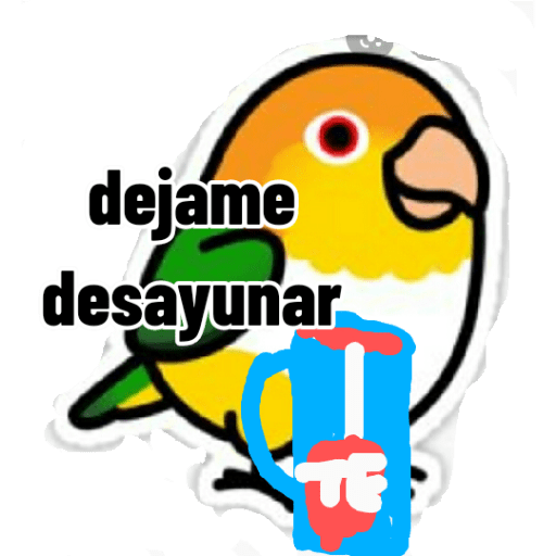 Loros loritos 24