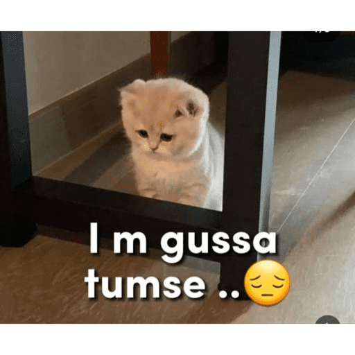 CAT MEME  29