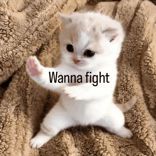 CAT MEME  4