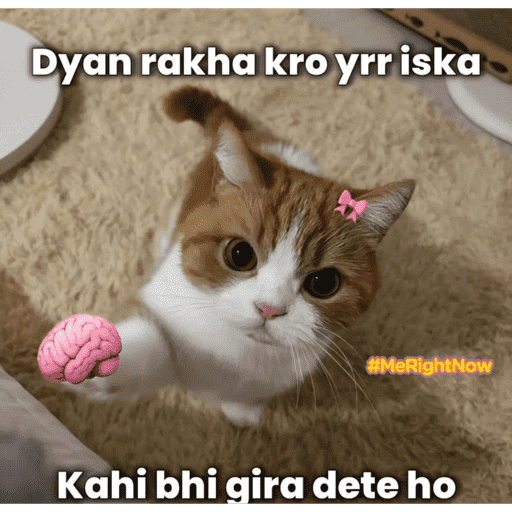 CAT MEME  24
