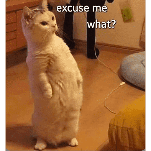 CAT MEME  12