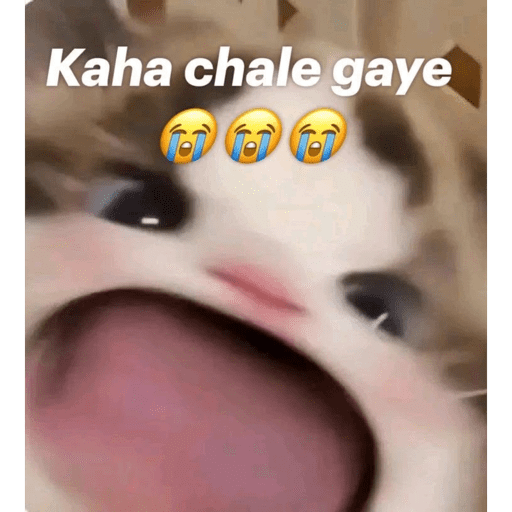 CAT MEME  15