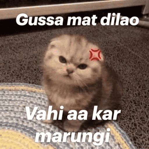 CAT MEME  28