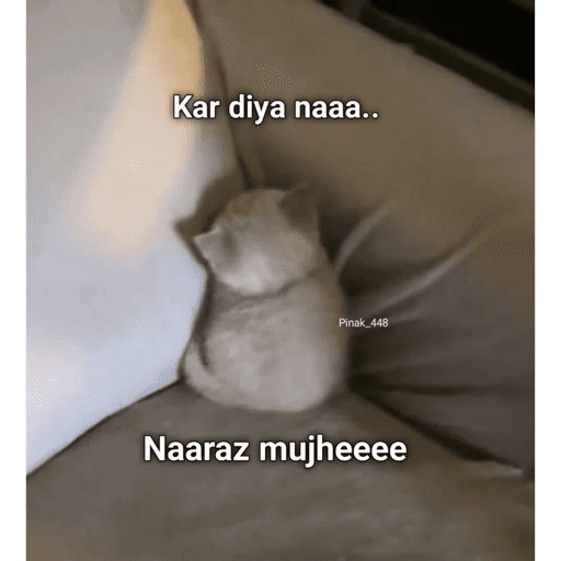 CAT MEME  30