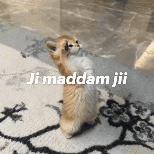 CAT MEME  5