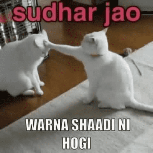 CAT MEME  27