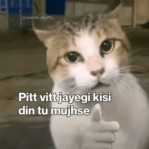CAT MEME  2