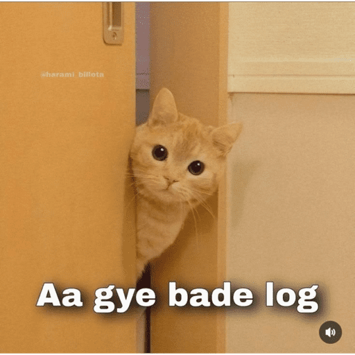 CAT MEME  19
