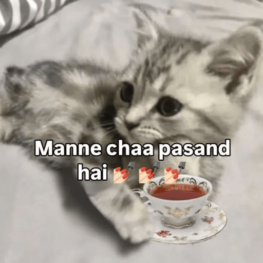CAT MEME  23