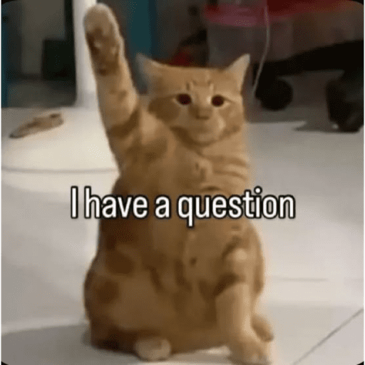 CAT MEME  11